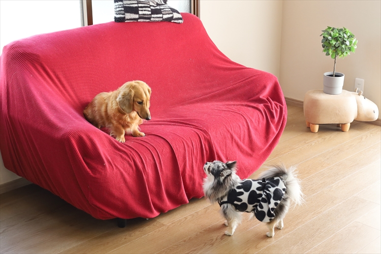 愛犬と暮らす 広々LDKに生まれ変わった家